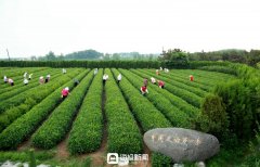 <b>校企合做赋能成长！日照绿茶现代财产学</b>