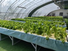 校地合做送新进展 大模子培育的优良做物